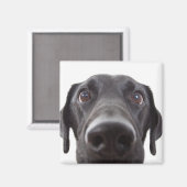 Aimant Portrait de fermeture Black Labrador (Recto/Verso)