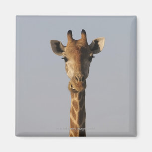 Aimant Portrait de girafe (camelopardalis de Giraffa),