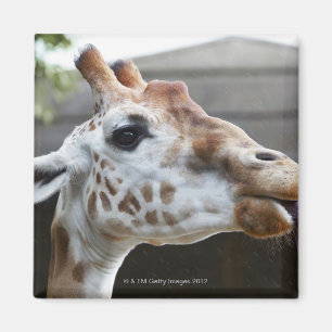 Aimant Portrait de girafe (camelopardalis de Giraffa)