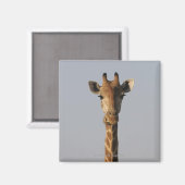 Aimant Portrait de Giraffe (Giraffa camelopardalis), (Recto/Verso)