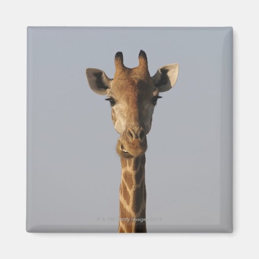Aimant Portrait de Giraffe (Giraffa camelopardalis), (Devant)