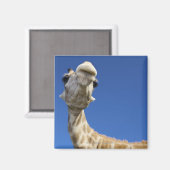 Aimant Portrait de Giraffe (Giraffa Camelopardalis) (Recto/Verso)