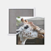Aimant Portrait de Giraffe (Giraffa camelopardalis) (Recto/Verso)