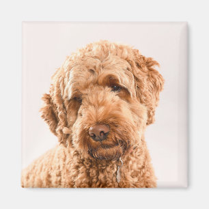 Aimant Portrait de Goldendoodle Studio