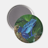 Aimant Portrait de grenouille à poison bleu (Recto/Verso)
