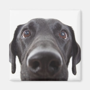 Aimant Portrait de la collection Black Labrador
