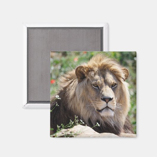 Aimant Portrait de lion vu de devant (Recto/Verso)