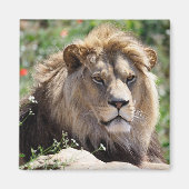 Aimant Portrait de lion vu de devant (Devant)