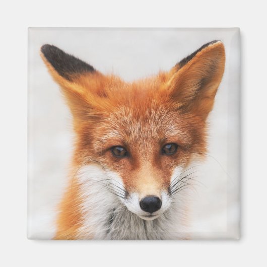 Aimant Portrait de mignon renard rouge sauvage avec de be (Devant)