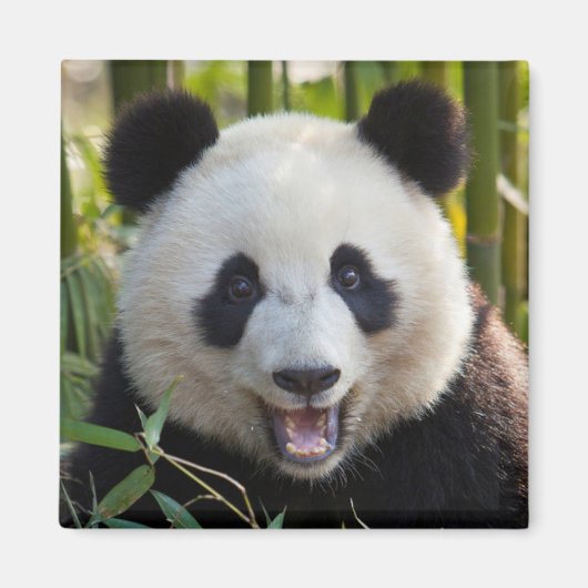 Aimant Portrait de Panda Souriant (Devant)