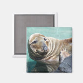 Aimant Portrait de phoque gris (Recto/Verso)
