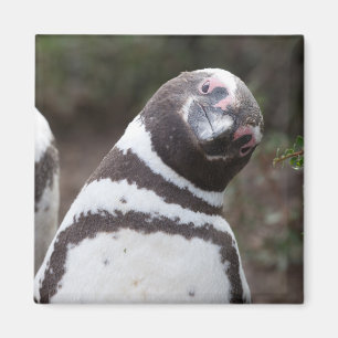 Aimant Portrait de pingouin de Magellanic