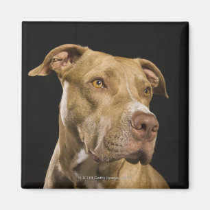 Aimant Portrait de pitbull rouge de nez avec le noir