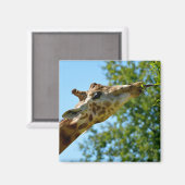 Aimant Portrait de profil de la feuille de girafe (Recto/Verso)