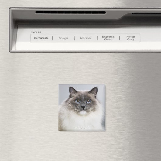 Aimant Portrait de Ragdoll (In Situ (Lave-vaisselle))