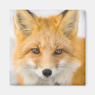 Aimant Portrait de renard roux