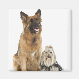 Aimant Portrait de studio de berger et de Shih belges Tzu