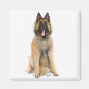 Aimant Portrait de studio de chien de berger belge