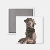 Aimant Portrait de studio de chocolat Labrador (Recto/Verso)