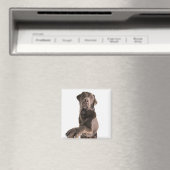 Aimant Portrait de studio de chocolat Labrador (In Situ (Lave-vaisselle))