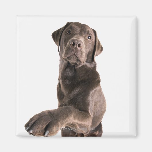 Aimant Portrait de studio de chocolat Labrador (Devant)
