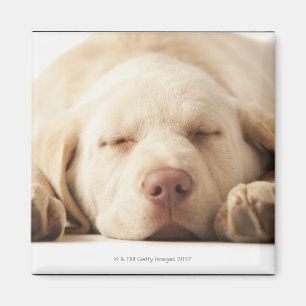 Aimant Portrait de studio de labrador retriever jaune