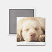 Aimant Portrait de studio de Yellow Labrador Retriever (Recto/Verso)