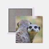 Aimant Portrait de suricates ou de suricates (Recto/Verso)