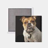Aimant Portrait de taïn et blanc bulldog avec col (Recto/Verso)