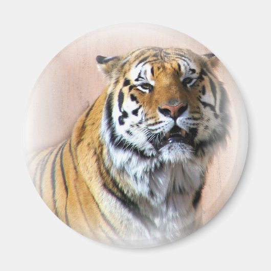 Aimant Portrait de tigre (Devant)