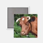 Aimant Portrait de vache en France (Recto/Verso)