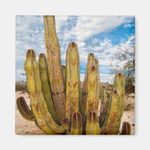 Aimant Portrait de vieux cactus, Mexique
