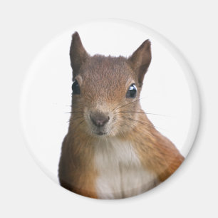 Aimant Portrait d'écureuil