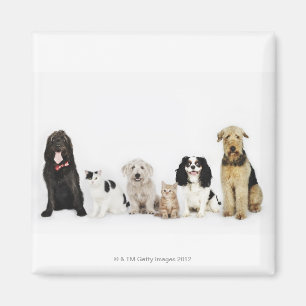 Aimant Portrait des chats et des chiens se reposant