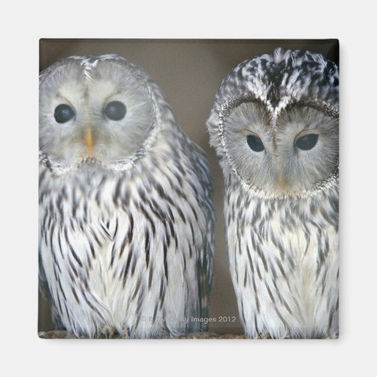 Aimant Portrait des chouettes (Devant)
