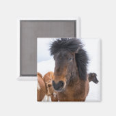 Aimant Portrait drôle de cheval islandais (Recto/Verso)