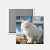 Aimant Portrait du chat sur la clôture (Recto/Verso)