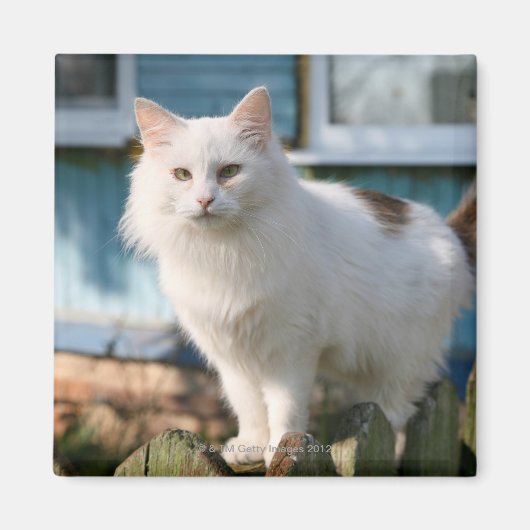 Aimant Portrait du chat sur la clôture (Devant)