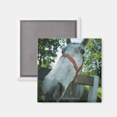 Aimant Portrait du cheval (Recto/Verso)