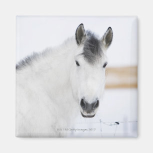 Aimant portrait du cheval blanc