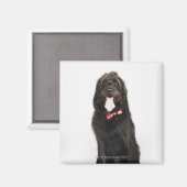 Aimant Portrait du chien de Labradoodle (Recto/Verso)