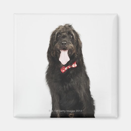 Aimant Portrait du chien de Labradoodle (Devant)