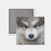 Aimant Portrait du chiot (Recto/Verso)
