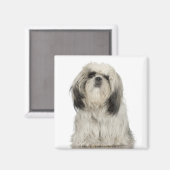 Aimant Portrait du chiot tibétain en terrier (Recto/Verso)