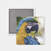 Aimant Portrait du profil de la perroquet macaw (Recto/Verso)