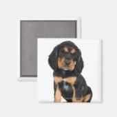 Aimant Portrait du studio du chiot Rottweiler (Recto/Verso)