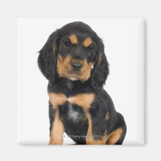 Aimant Portrait du studio du chiot Rottweiler (Devant)