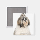 Aimant Portrait du studio Shih Tzu (Recto/Verso)