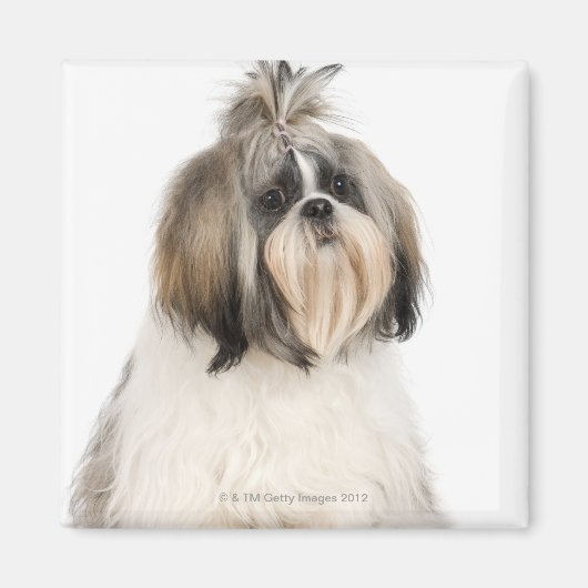 Aimant Portrait du studio Shih Tzu (Devant)