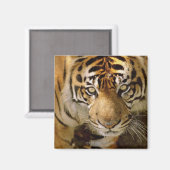 Aimant Portrait du tigre (Recto/Verso)